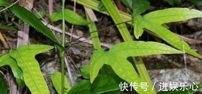 金鸡脚|外形像鸡脚,嫩叶曾拿来喂猪,晒干是药,治疗感冒咳嗽有奇效!