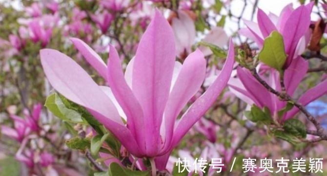 月季|想养花树没头绪?这三种花树,是公认的口碑好还“上档次”