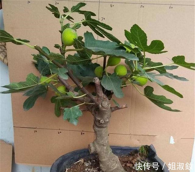 桑科榕属|喜欢养花,不如养会结果的盆栽,3种盆栽养一盆吃一年