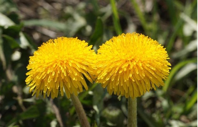 蒲公英|女生例假刚结束,五件事最好克制,忍不住的人,子宫迟早伤痕累累