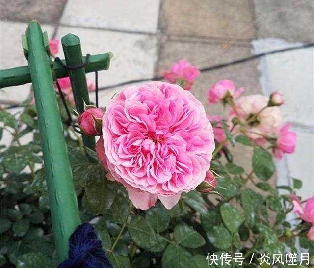 月季养得好,满足它喜好,一开花品高