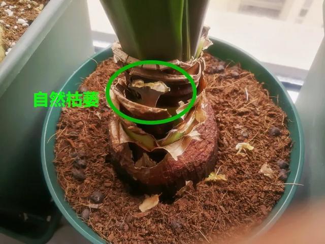 养花技巧这花不是一次性,开完别扔,还能再养7、8年