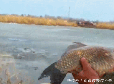 钓获比巴掌还大的野生鲫鱼，而后放生，钓友：不想钓上这种鱼