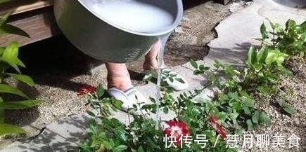 花盆|每家都有的“一种水”,往花盆里“埋一点”,不管啥花都能爆盆