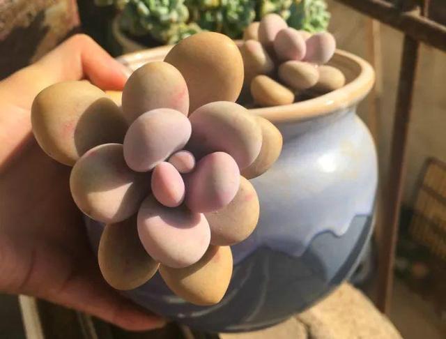 养护|9月开始,养桃蛋“牢记”2个字,半年养的“胖嘟嘟”,萌化了