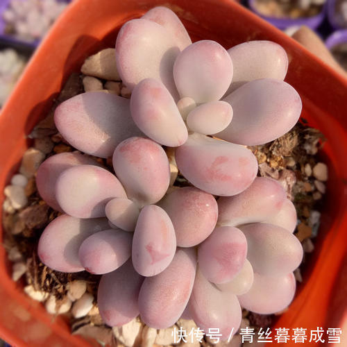 多肉桃蛋|多肉桃蛋越长越丑从2个方面虐一虐，叶片肥嘟嘟，长成小老桩