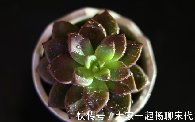 如果不是万不得已，3种花年后再买，省钱又好养