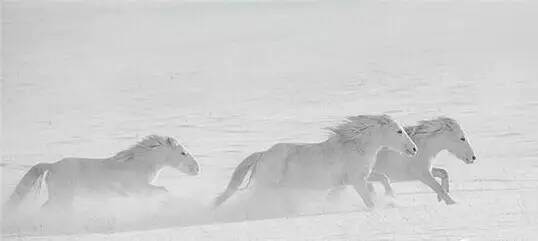 映象｜雪中的内蒙古草原万马奔腾，美的不可方物