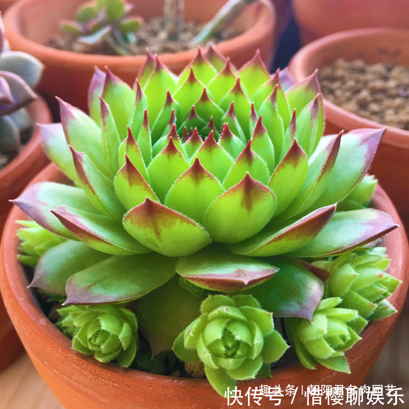 多肉植物|观音莲这样养,不用施肥,一样长满小崽