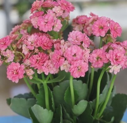 长寿花长势差用2种浇花水,1个月见效果,坚持使用花爆盆