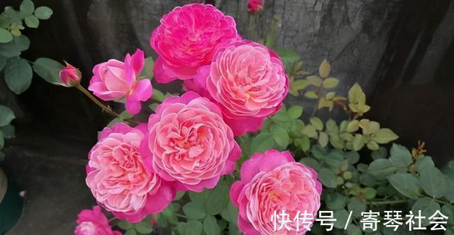 月季|养花的这种“坑”,入了就爬不出来,钱包越变越薄,你也是吗?