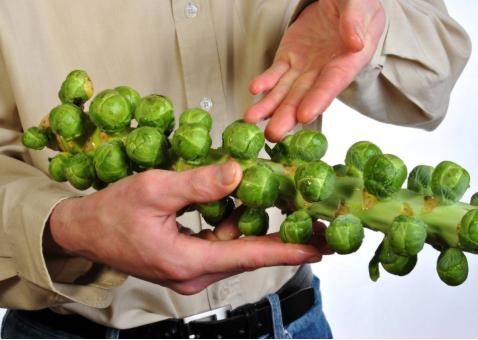 西餐厅|个大如拇指,生熟都能吃,国外是高档菜,我国35元1斤却很少人种