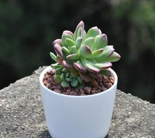 浇水|养多肉浇水不能犯的几个错误,留意了才能茁壮成长,枝繁叶茂