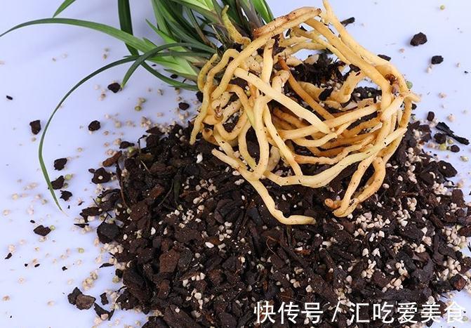 兰花怎么养,做好这些,开花多又香