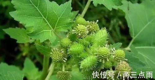 鼻窍|经常感冒咳嗽，常用此物泡，通鼻窍预防感冒，腰不酸了，腿不疼了