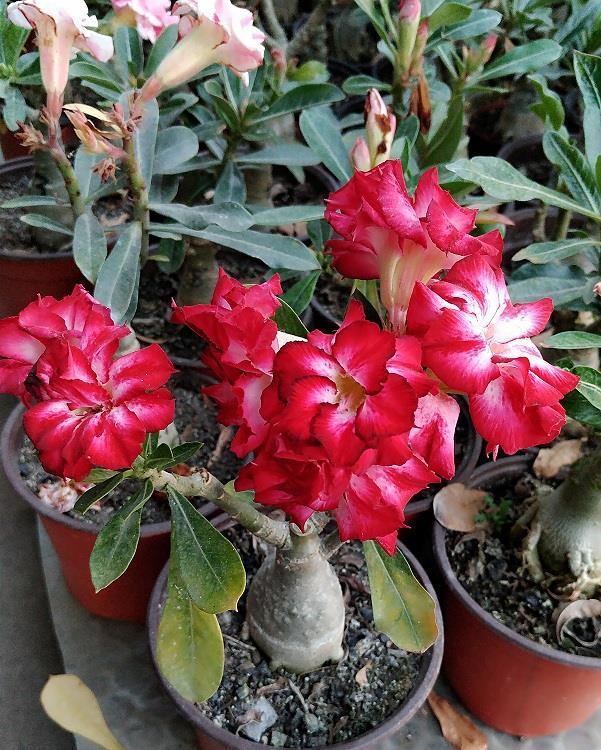 养花|养花试试这几款,花密而香浓,年年开花满院子,超美