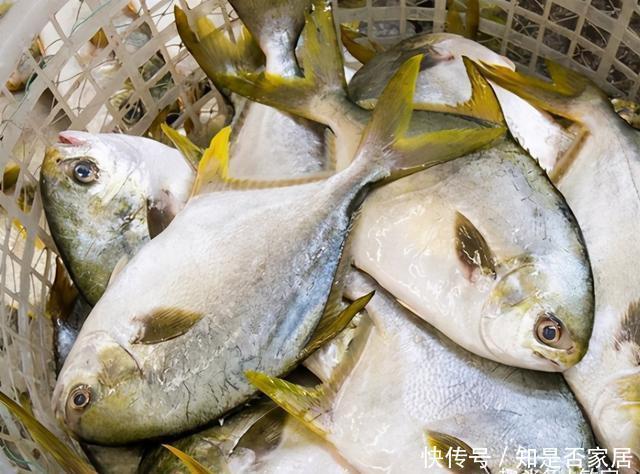 养殖|老渔民:5种鱼,目前无法人工养殖,全是纯野生,便宜又好吃!