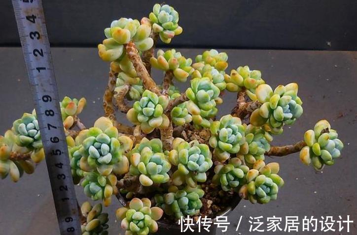 多肉|这5款多肉一点都不输花卉,勺状叶排序如娇花,还能散发出幽香