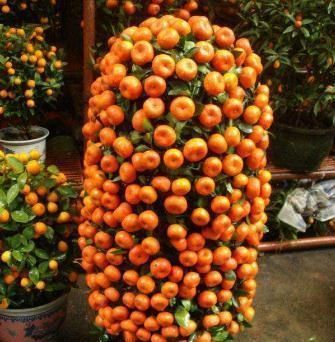 养花不如种水果,阳台栽两盆“健康果”,年底果子爆满盆