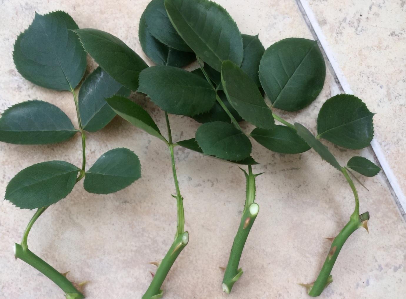 漂亮|5种漂亮花,5月快剪“花箭”,撒点营养肥,花苞又挤满盆