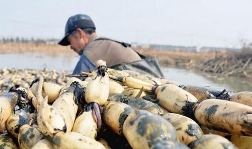 莲藕7孔和9孔有什么区别？挖藕大爷：差别太大了！挑错无法下咽