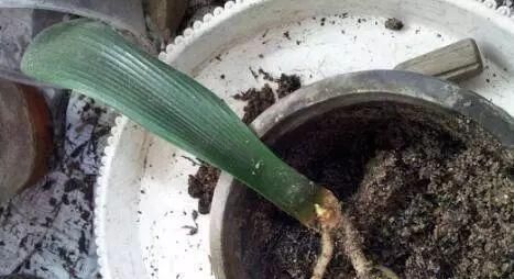 只要功夫深,君子兰照样扦插,养花牛人,用君子兰叶子扦插