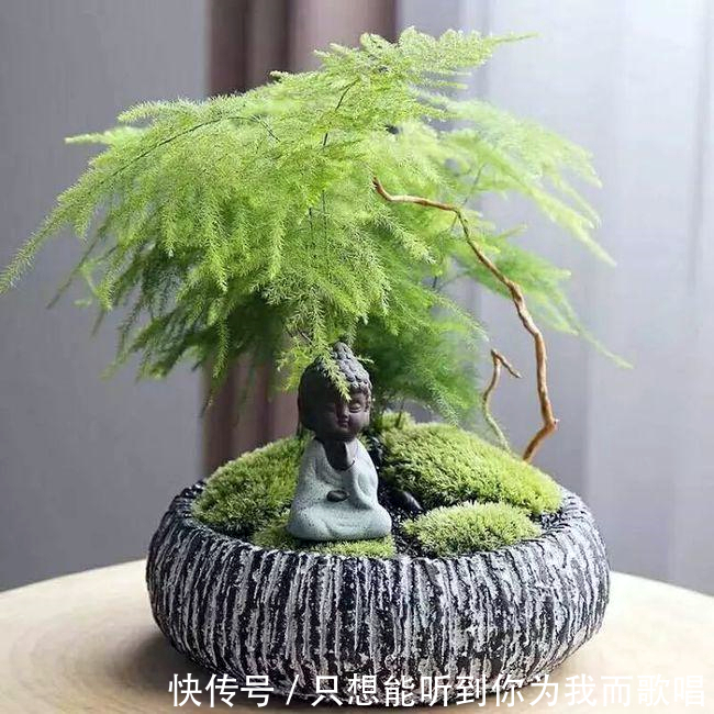 文竹独具风韵,都说不好养,主要是方法不对