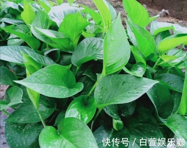 养分|天冷了，给绿萝补点“营养”，整个冬天叶子绿油油