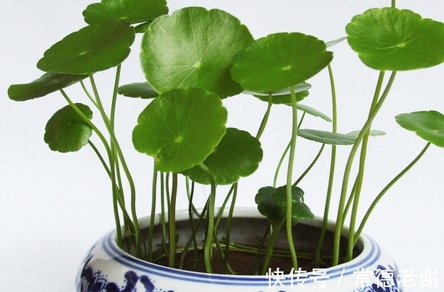 用黑泥巴养铜钱草,叶子一个比一个大