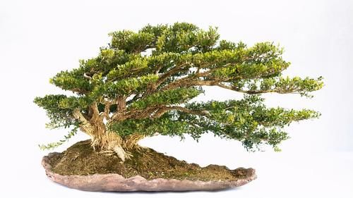 养好黄杨下山桩，重点是做好假植促根阶段的工作，才能提高成活率