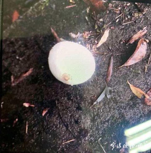 蘑菇|多人食用后中毒！医生：没有特效药，死亡率很高