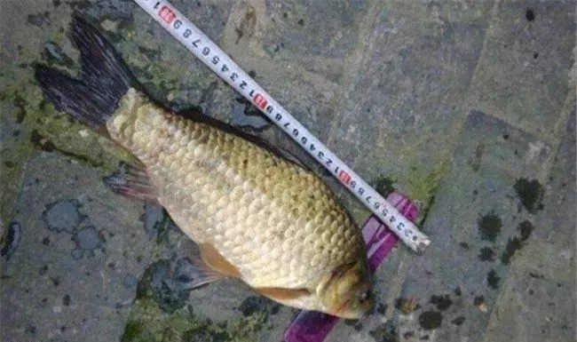 秋季鲤鱼、草鱼没口？这几个技巧让你钓鲫鱼也能过瘾