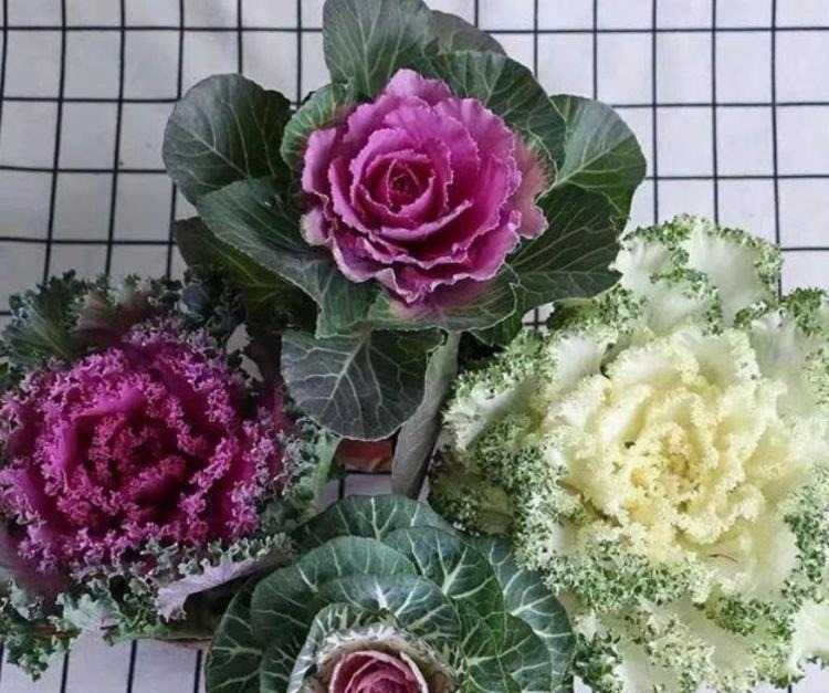 养花就养这几款,名字好听,开更美,开花漂亮上档次!