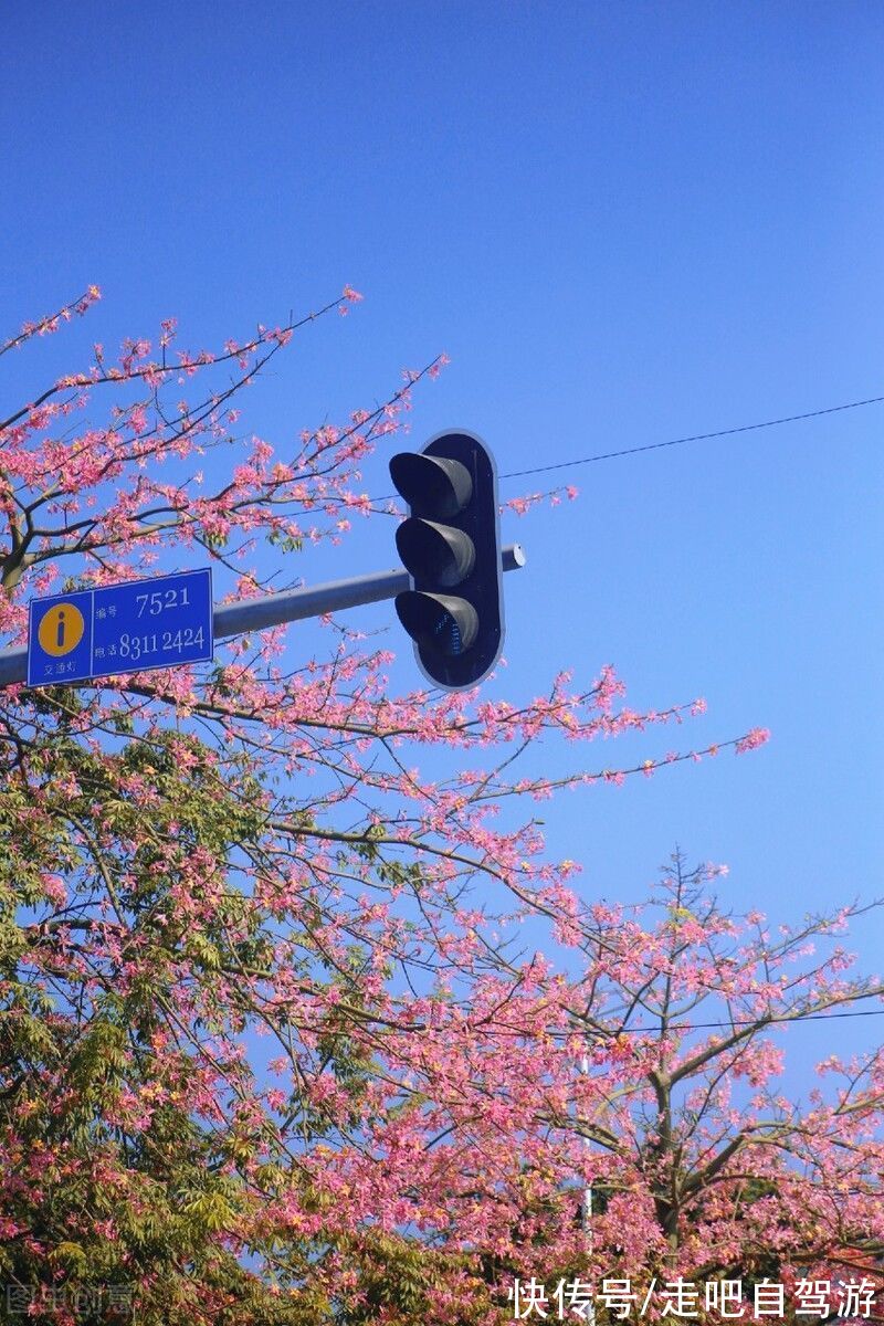 异木棉|这个自嘲只有夏天的省份，私藏了中国最丰满秋色，11、12月靓爆镜