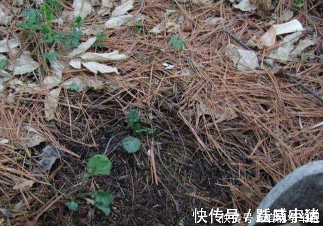 发酵|松针土养花,提前做好这几步,疏松透气,养分充足!