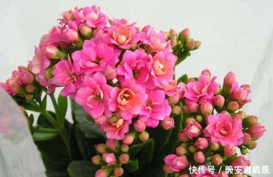 长寿花,入冬前食用它,开花提前20天,一开上百朵,美爆了!