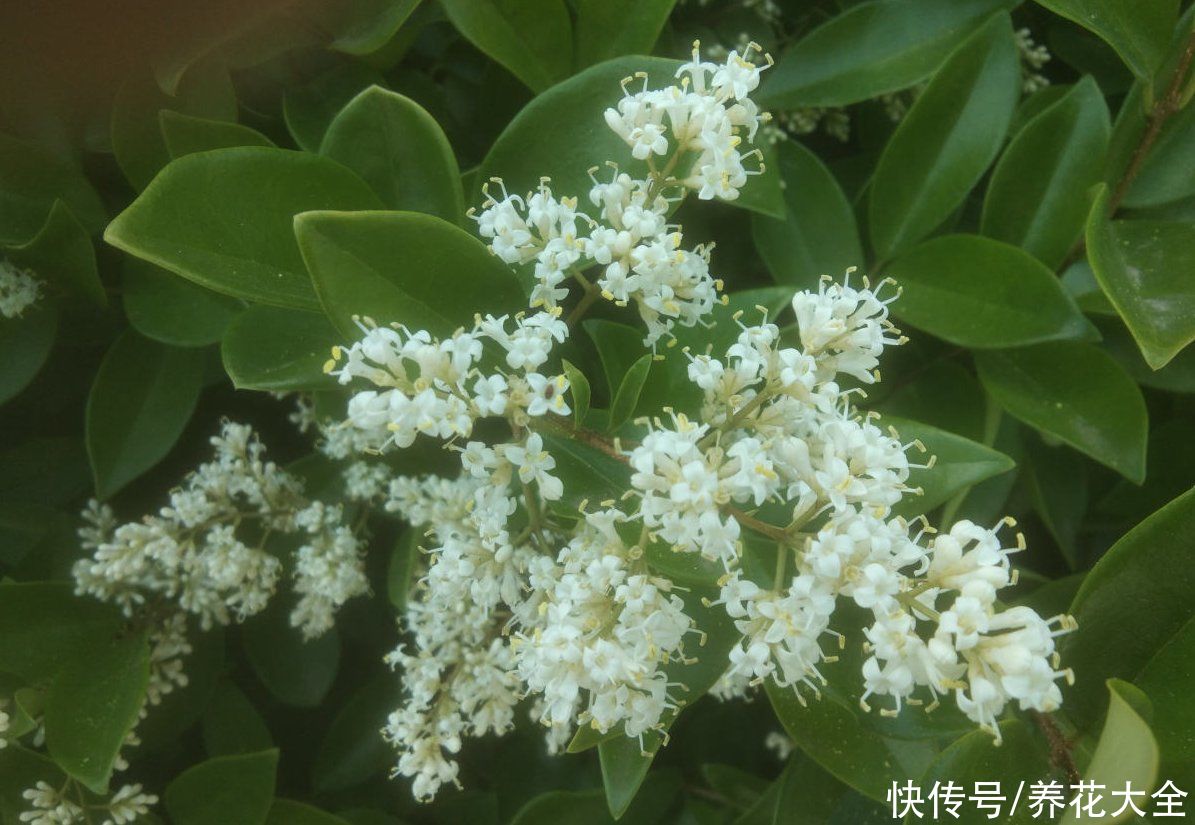  花友们|这种花叫女贞花，小巧精致，比桂花还美，就是味道有点怪