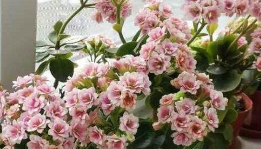 长寿花开完花,马上给它做“3件事”,很快再一次孕蕾开花