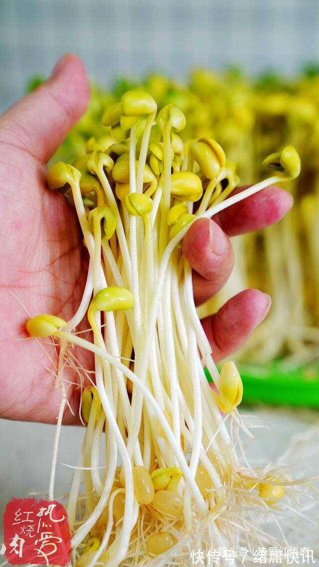 黄豆芽|用了我这办法,发黄豆芽不会变臭一次就成功,五天就长15厘米高!
