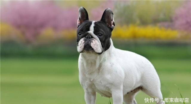 特别|5种最“败家”的狗，一般人养不起，敢养的都是“土豪”！