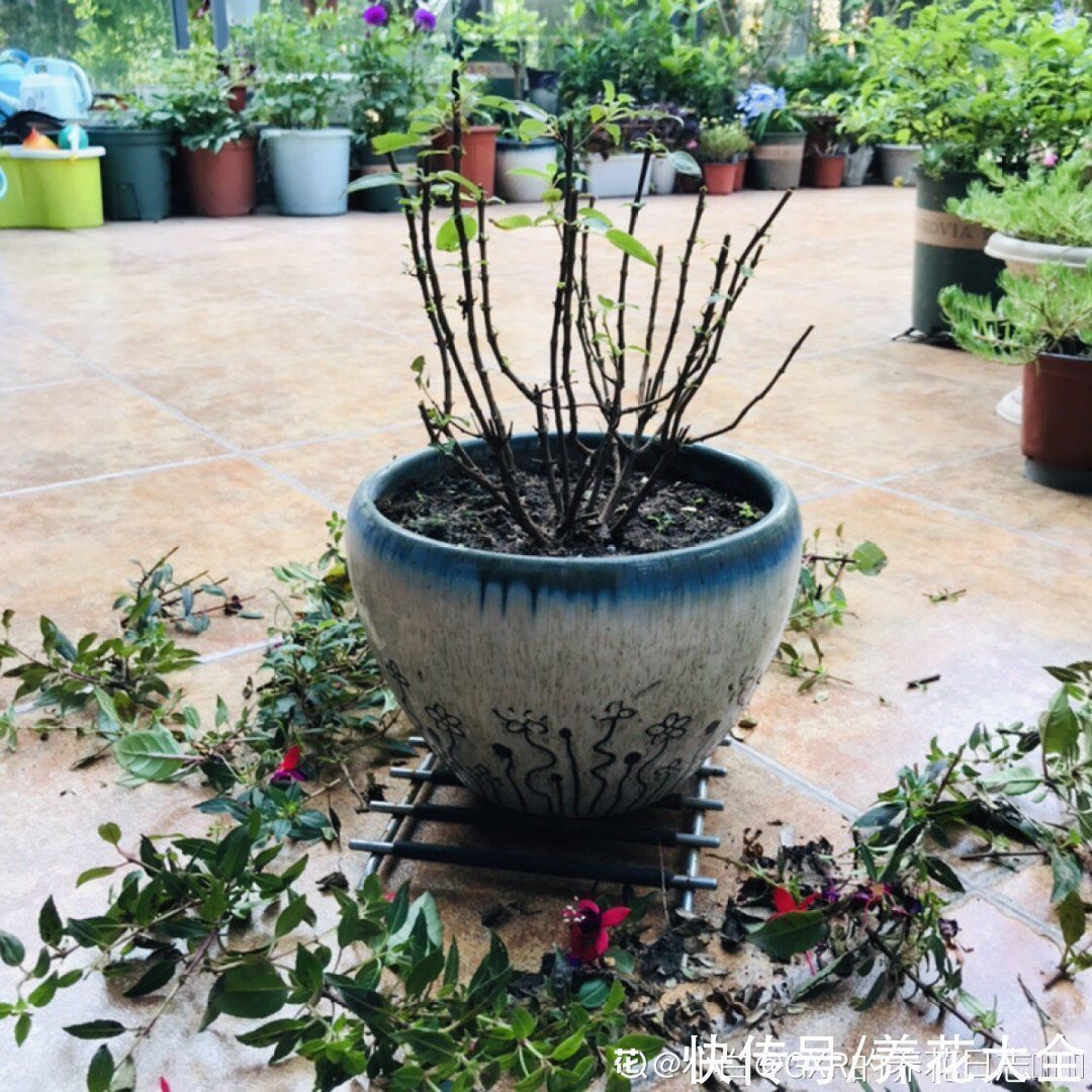 丽格海棠|9种花,夏天休眠了,一定少浇水,否则越浇越死