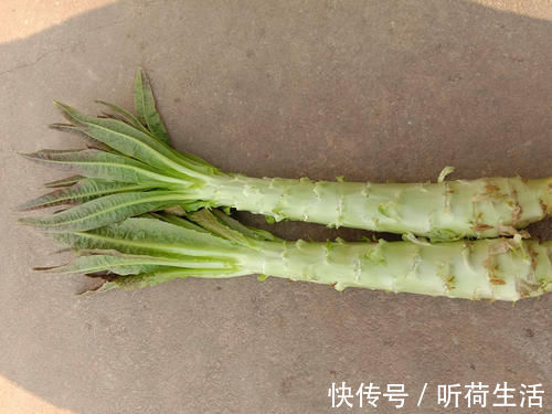 买莴笋,挑大的还是小的?教你一招,谁也不敢忽悠你
