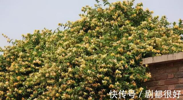 爬藤植物|花开一面墙，花落一路香，一棵爬藤植物的花海