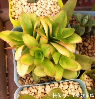这“4种”多肉,好养又好看,度夏无压力,越养越胖越漂亮