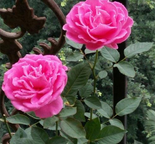 春天里|7种月季,不怕酷夏,30度也开得美,一开上百天,值得入手的品种