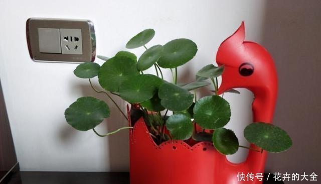 自制|在家用这4种东西自制花盆,简单方便还好看!透气性高养花好