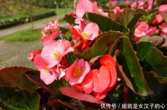 橡皮树|这4种花是天然“吸尘器”,阳台种一盆,灰尘去无踪!