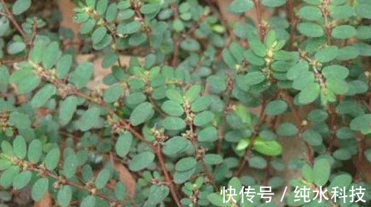 风湿痛|乡下不起眼的植物,曾经不被重视,现在成了稀罕物,价值珍贵
