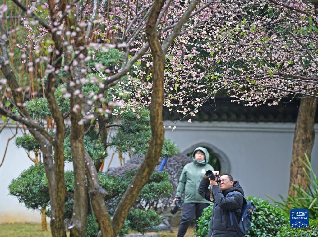 梅花|梅花盛放报春来