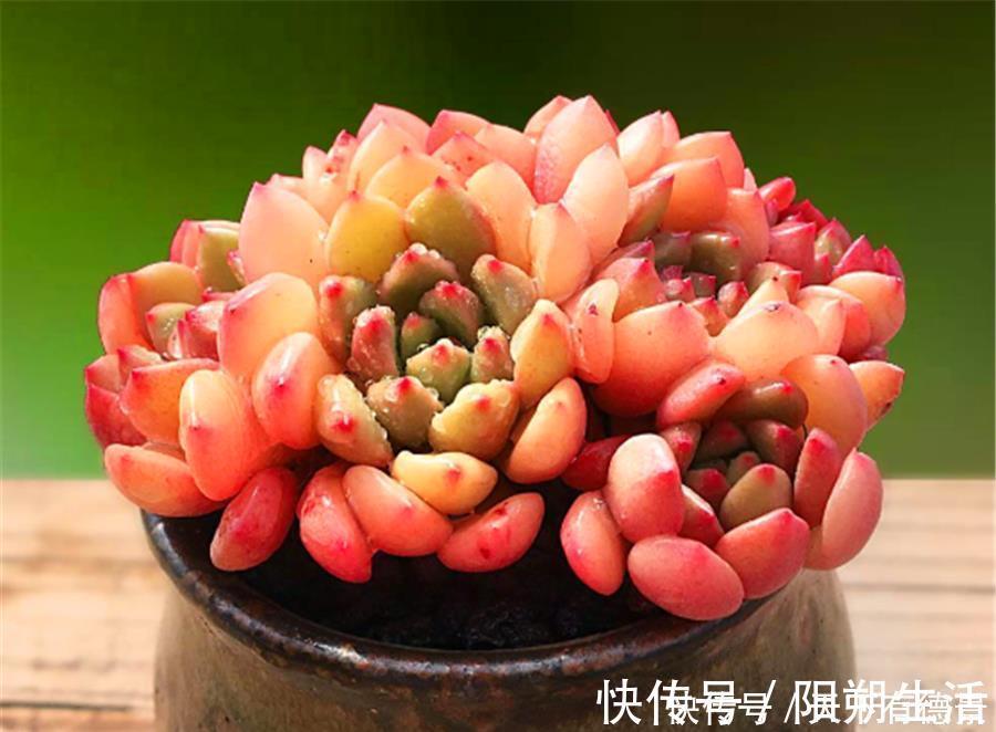 多肉红宝石叶子干瘪发软怎么办?尽早去做3件事,饱满又鲜红